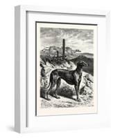 English Greyhounds. after Specht-null-Framed Giclee Print