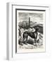 English Greyhounds. after Specht-null-Framed Giclee Print