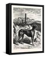 English Greyhounds. after Specht-null-Framed Stretched Canvas