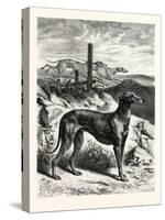 English Greyhounds. after Specht-null-Stretched Canvas