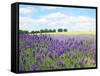 English Lavender Field 1-Toula Mavridou-Messer-Framed Stretched Canvas