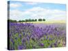 English Lavender Field 1-Toula Mavridou-Messer-Stretched Canvas