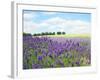 English Lavender Field 1-Toula Mavridou-Messer-Framed Photographic Print