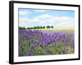 English Lavender Field 1-Toula Mavridou-Messer-Framed Photographic Print