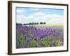 English Lavender Field 1-Toula Mavridou-Messer-Framed Photographic Print