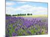 English Lavender Field 1-Toula Mavridou-Messer-Mounted Photographic Print