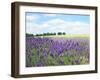 English Lavender Field 1-Toula Mavridou-Messer-Framed Premium Photographic Print