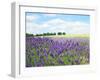 English Lavender Field 1-Toula Mavridou-Messer-Framed Premium Photographic Print