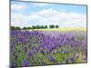 English Lavender Field 1-Toula Mavridou-Messer-Mounted Premium Photographic Print