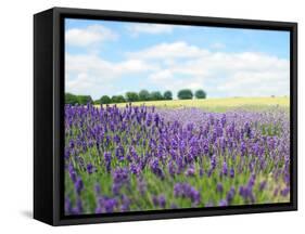 English Lavender Field 1-Toula Mavridou-Messer-Framed Stretched Canvas