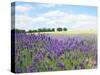 English Lavender Field 1-Toula Mavridou-Messer-Stretched Canvas