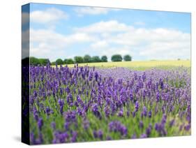 English Lavender Field 1-Toula Mavridou-Messer-Stretched Canvas