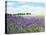 English Lavender Field 1-Toula Mavridou-Messer-Stretched Canvas