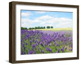 English Lavender Field 1-Toula Mavridou-Messer-Framed Photographic Print