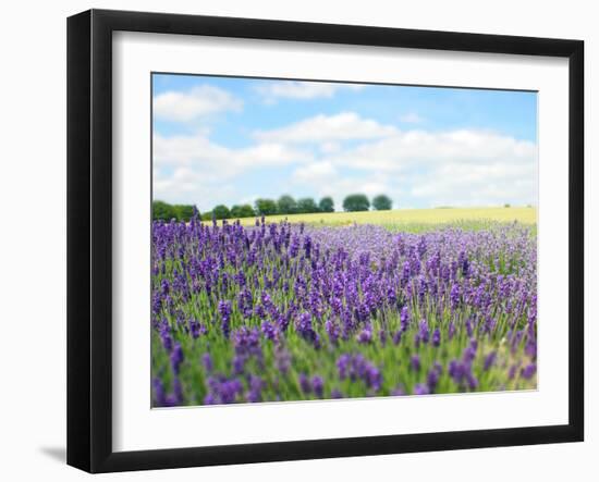 English Lavender Field 1-Toula Mavridou-Messer-Framed Photographic Print