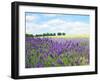 English Lavender Field 1-Toula Mavridou-Messer-Framed Photographic Print