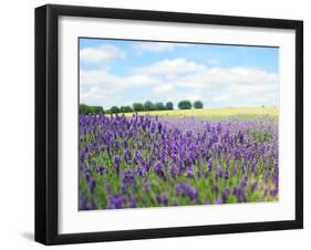 English Lavender Field 1-Toula Mavridou-Messer-Framed Photographic Print