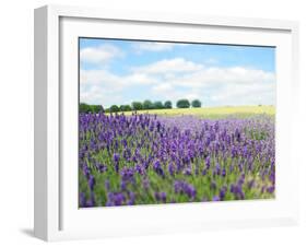 English Lavender Field 1-Toula Mavridou-Messer-Framed Photographic Print