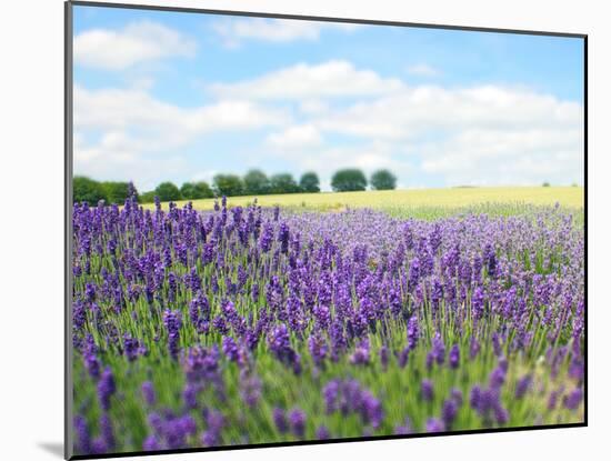 English Lavender Field 1-Toula Mavridou-Messer-Mounted Photographic Print