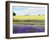 English Lavender Field 2-Toula Mavridou-Messer-Framed Photographic Print