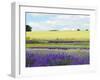 English Lavender Field 2-Toula Mavridou-Messer-Framed Photographic Print