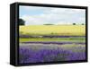 English Lavender Field 2-Toula Mavridou-Messer-Framed Stretched Canvas