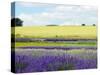 English Lavender Field 2-Toula Mavridou-Messer-Stretched Canvas