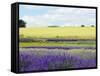 English Lavender Field 2-Toula Mavridou-Messer-Framed Stretched Canvas