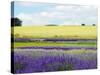 English Lavender Field 2-Toula Mavridou-Messer-Stretched Canvas