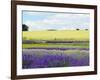 English Lavender Field 2-Toula Mavridou-Messer-Framed Photographic Print