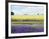 English Lavender Field 2-Toula Mavridou-Messer-Framed Photographic Print