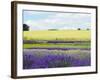 English Lavender Field 2-Toula Mavridou-Messer-Framed Photographic Print