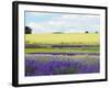 English Lavender Field 2-Toula Mavridou-Messer-Framed Photographic Print