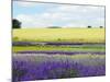 English Lavender Field 2-Toula Mavridou-Messer-Mounted Photographic Print