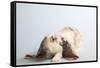 English Lop Rabbit (Breed) Color- Tri-Lynn M^ Stone-Framed Stretched Canvas