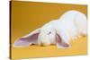 English Lop Rabbit-Lynn M^ Stone-Stretched Canvas