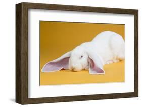 English Lop Rabbit-Lynn M^ Stone-Framed Photographic Print