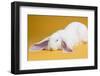 English Lop Rabbit-Lynn M^ Stone-Framed Photographic Print