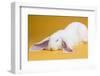 English Lop Rabbit-Lynn M^ Stone-Framed Photographic Print