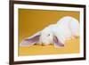 English Lop Rabbit-Lynn M^ Stone-Framed Photographic Print