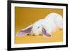 English Lop Rabbit-Lynn M^ Stone-Framed Photographic Print