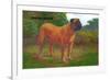 English Mastiff Champion-null-Framed Art Print