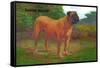 English Mastiff Champion-null-Framed Stretched Canvas