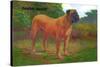English Mastiff Champion-null-Stretched Canvas