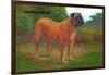 English Mastiff Champion-null-Framed Art Print