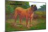 English Mastiff Champion-null-Mounted Art Print