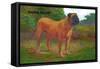 English Mastiff Champion-null-Framed Stretched Canvas