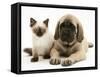 English Mastiff Puppy with Young Birman-Cross Cat-Jane Burton-Framed Stretched Canvas