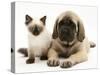 English Mastiff Puppy with Young Birman-Cross Cat-Jane Burton-Stretched Canvas