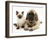 English Mastiff Puppy with Young Birman-Cross Cat-Jane Burton-Framed Photographic Print